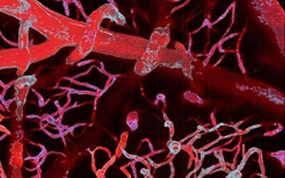 Danielle Jeffrey’s study on the cover of Circulation Research!